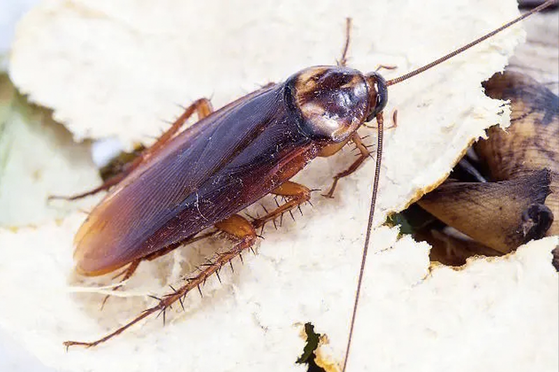 为什么蟑螂难以消灭？