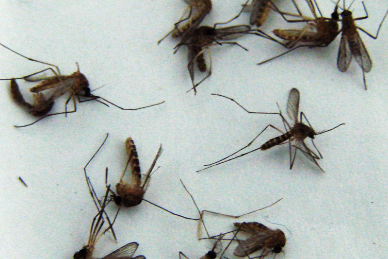 为什么秋季的蚊子咬人更“狠”？秋季灭蚊该采用什么方式？