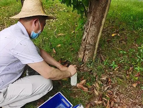 白蚁防治全攻略：科学灭治与长效预防