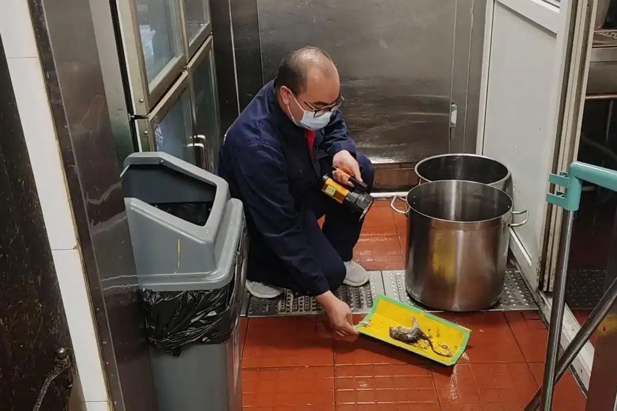 灭老鼠，其实粘鼠板也是十分有效的